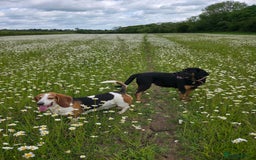 Bloodhound dogs for sale:  Esther, six-year-old female bloodhood - Image 2