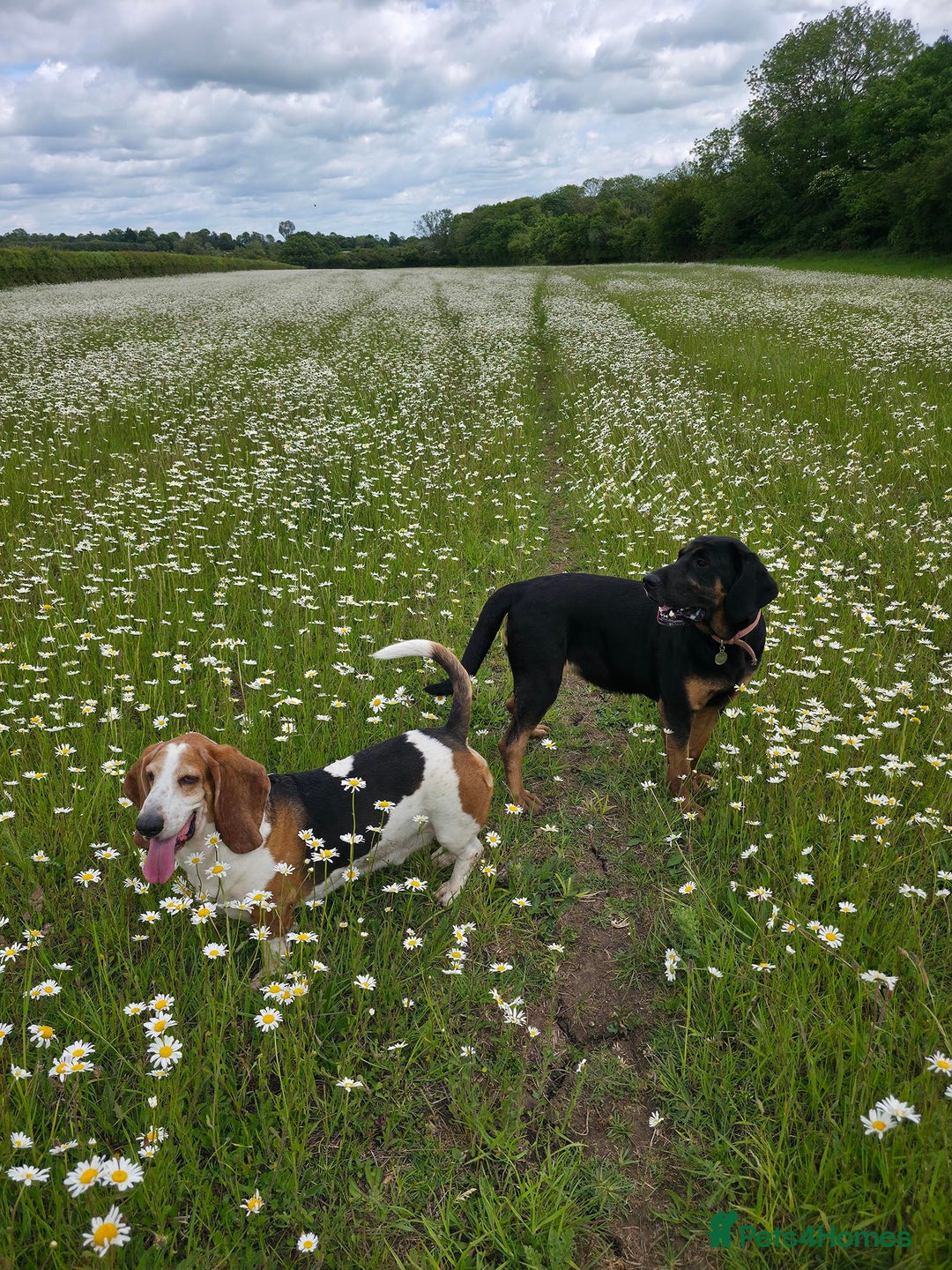 Bloodhound dogs for sale:  Esther, six-year-old female bloodhood - Image 2