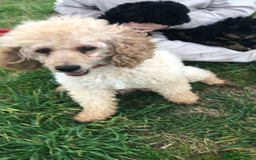 Poodle dogs for sale: Poodle  - Image 1