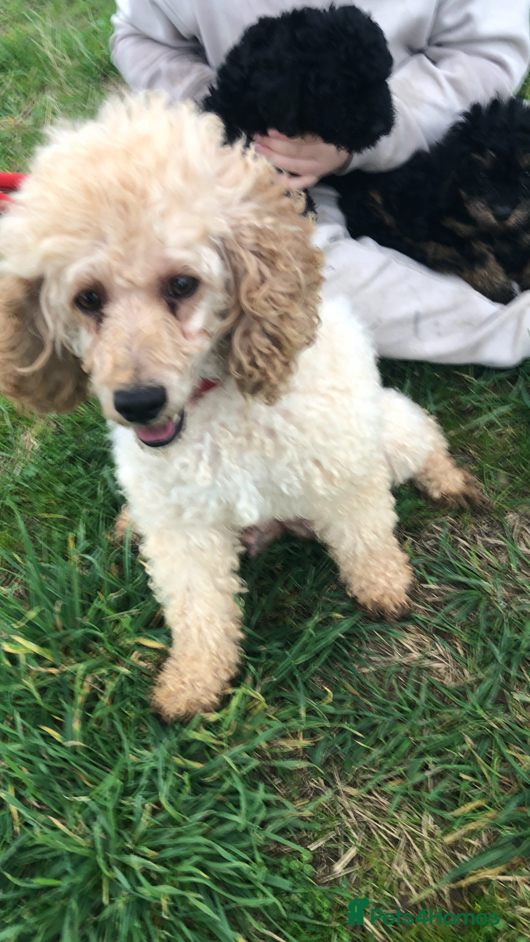 Poodle dogs for sale: Poodle  - Image 1
