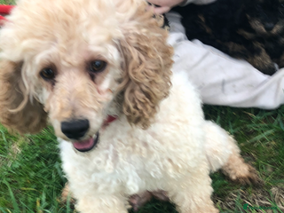 Poodle dogs - Advert 1