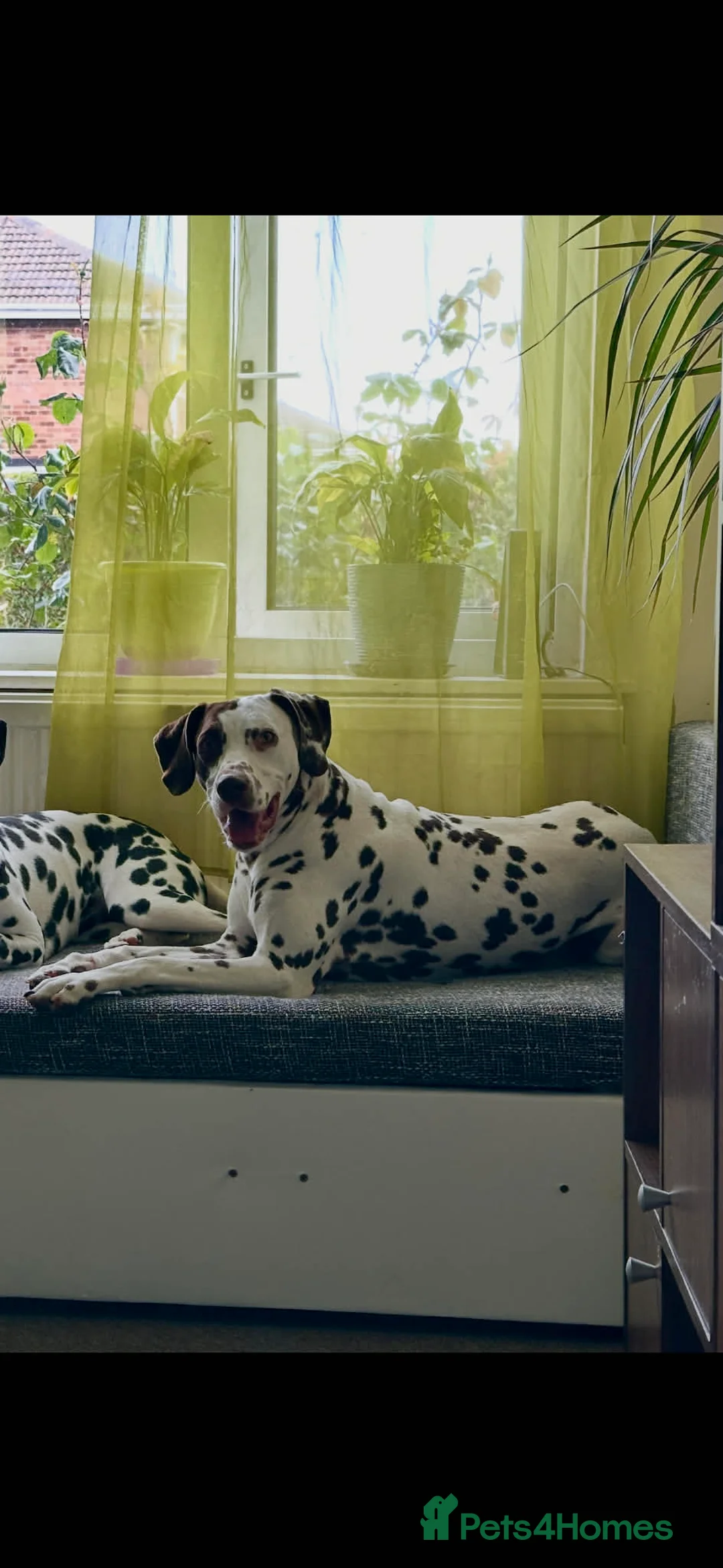 Dalmatian dogs for sale: Beautiful KC Registered Dalmatian Puppies - Advert 2