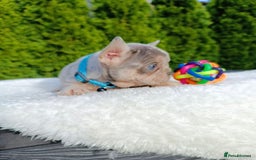French Bulldog dogs for sale: ❤️ 🐶 beautiful French bulldog puppies ❤️🐶 - Image 32
