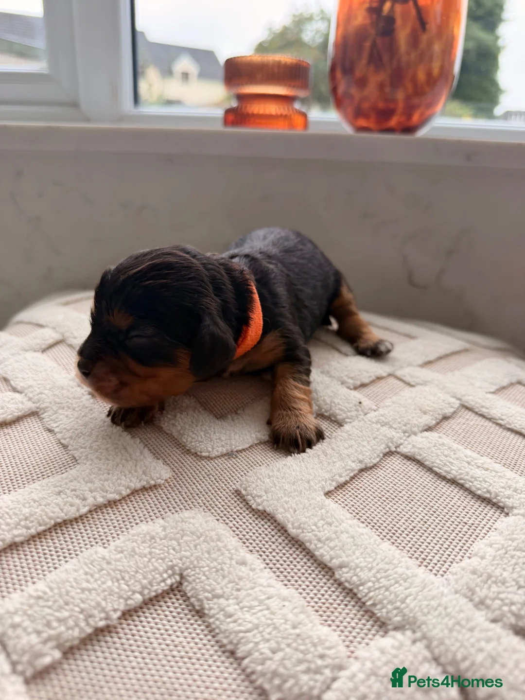 Cavapoochon dogs for sale: Cavalier King Charles Spaniel / Cavapooshon pups - Advert 11