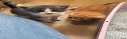 Mixed Breed cats for sale: *Beautiful mixed litter* - Advert 24