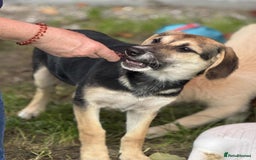 Mixed Breed dogs for adoption: DARIA -  a superb little girl, for a Loving Home - Image 3