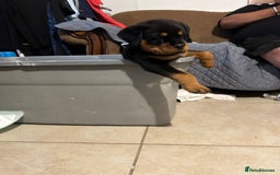 Rottweiler dogs for sale: Rottweiler puppy - Image 3