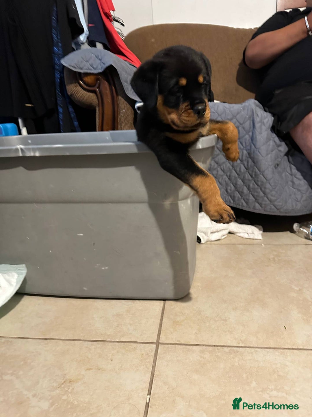 Rottweiler dogs for sale: Rottweiler puppy - Image 3