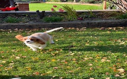 Cavalier King Charles Spaniel dogs for sale: Last 2 boy King Charles cavaliers  - Image 4