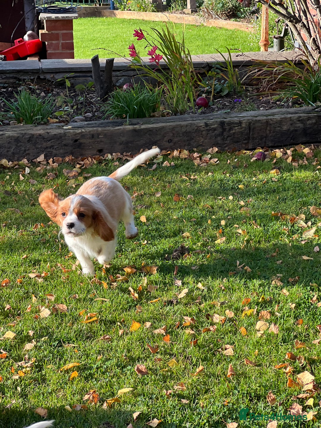 Cavalier King Charles Spaniel dogs for sale: Last 2 boy King Charles cavaliers  - Image 4