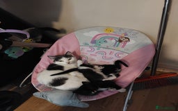 Mixed Breed cats for sale: Two black and white boys  - Image 7