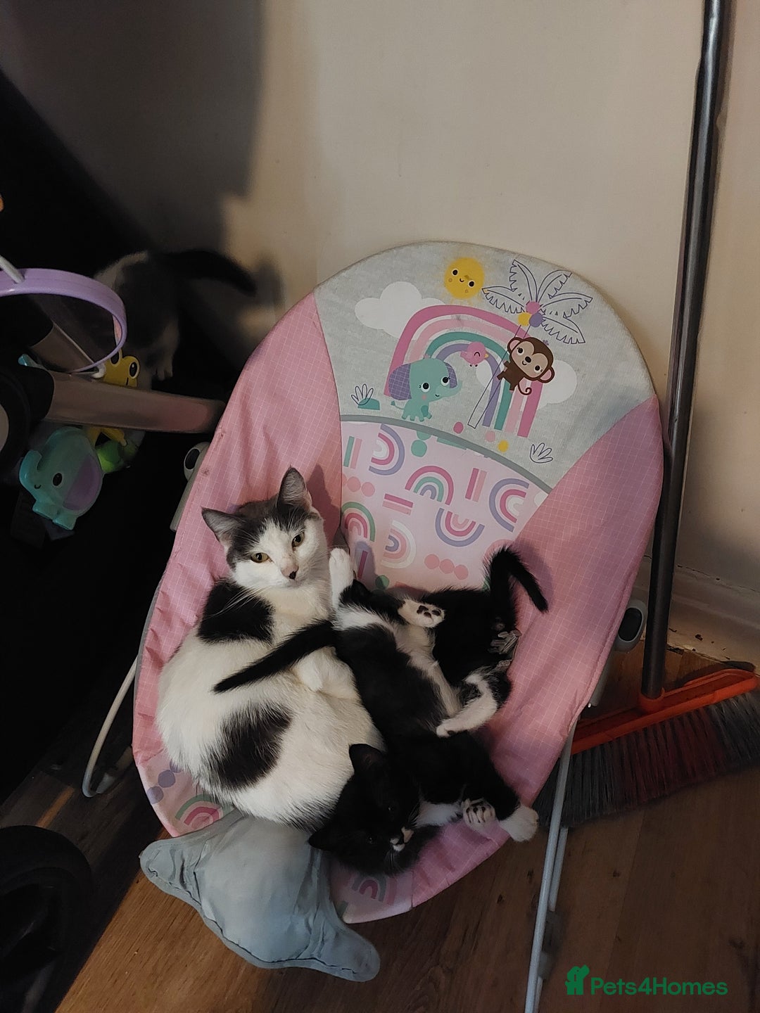Mixed Breed cats for sale: Two black and white boys  - Image 7