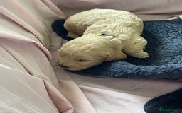 Cockapoo dogs for sale: Toy Cockapoo F1 - Image 17