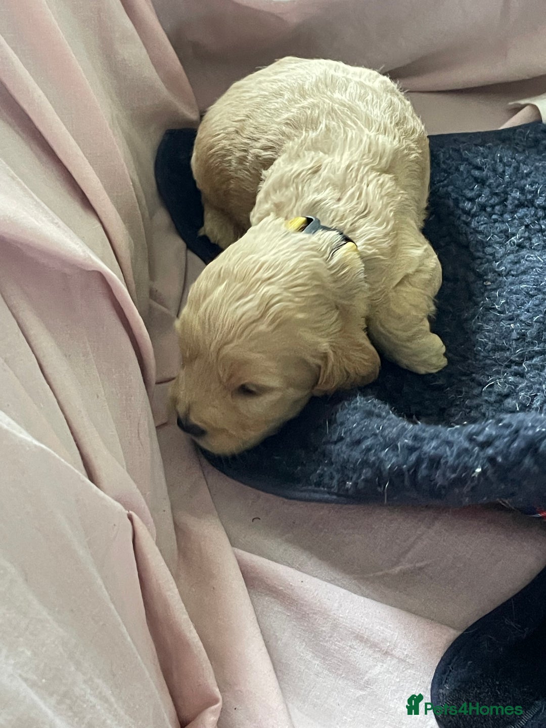 Cockapoo dogs for sale: Toy Cockapoo F1 - Image 17