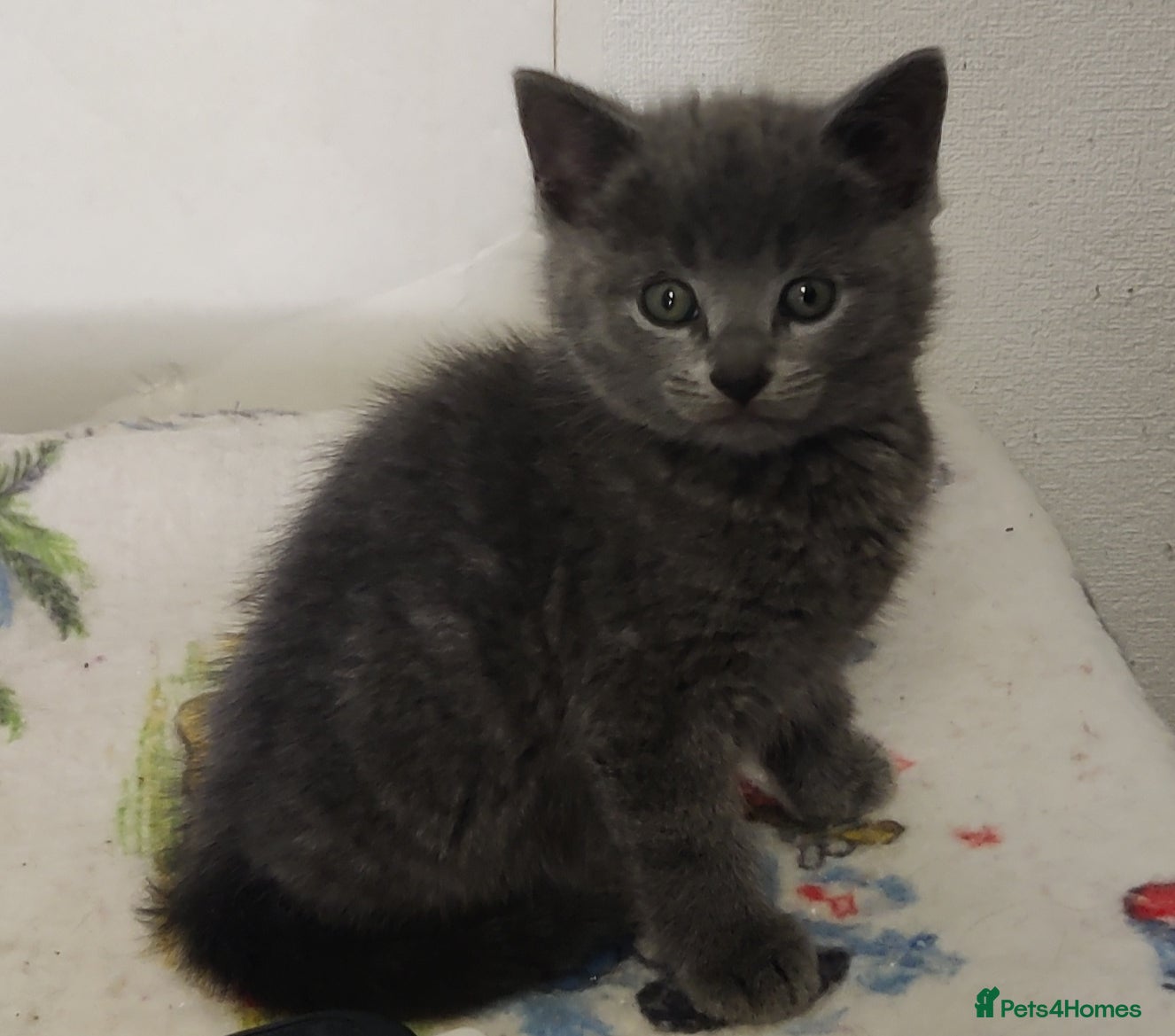 Russian Blue cats Absolutely gorgeous 8 week old Russian Blue  - Advert 11