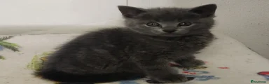 Russian Blue Kitten 1 MALE