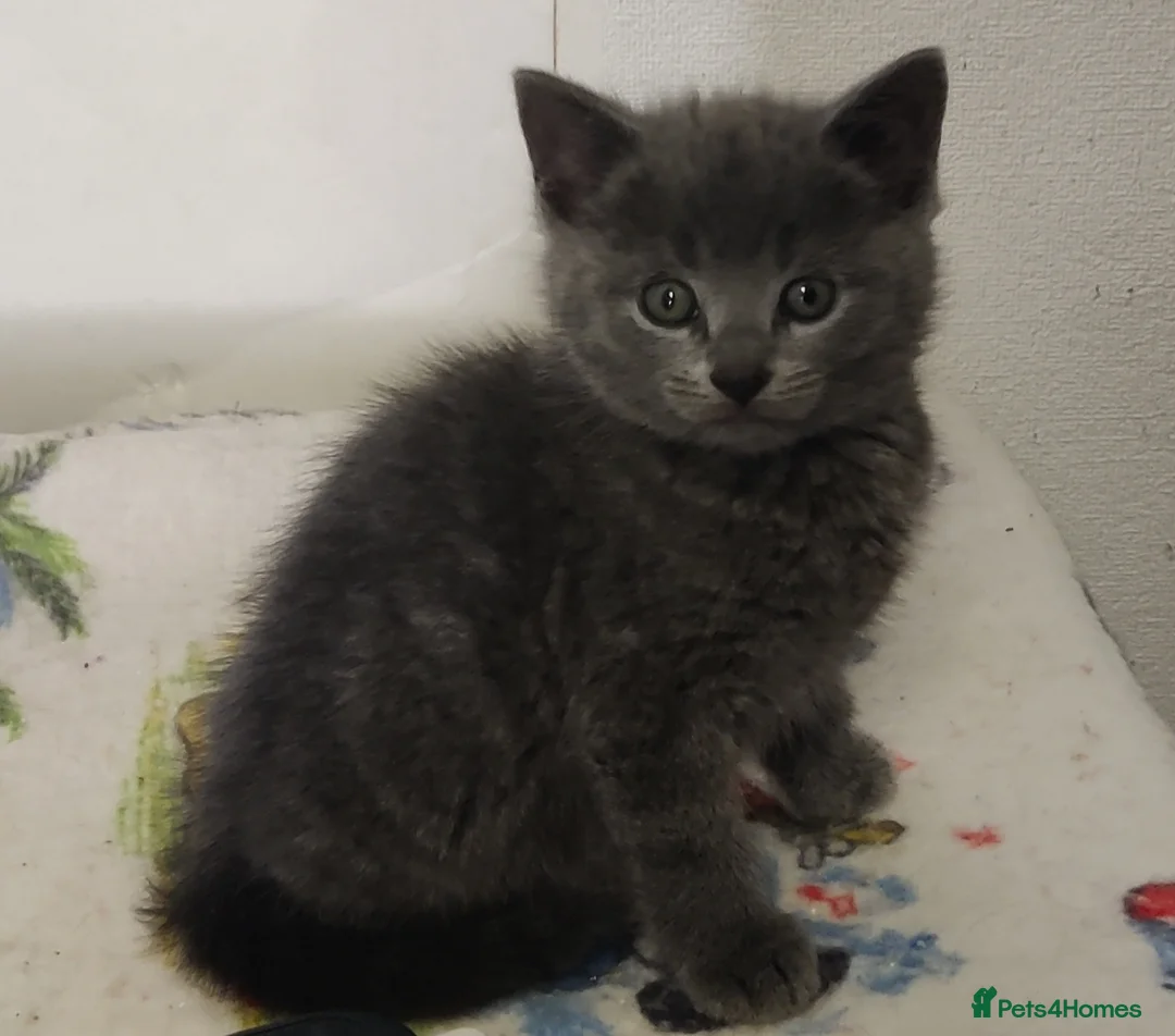 Russian Blue cats for sale: Absolutely gorgeous 8 week old Russian Blue  - Advert 2