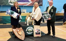 English Bulldog dogs for sale: Champion sired female bulldog for sale  - Image 16