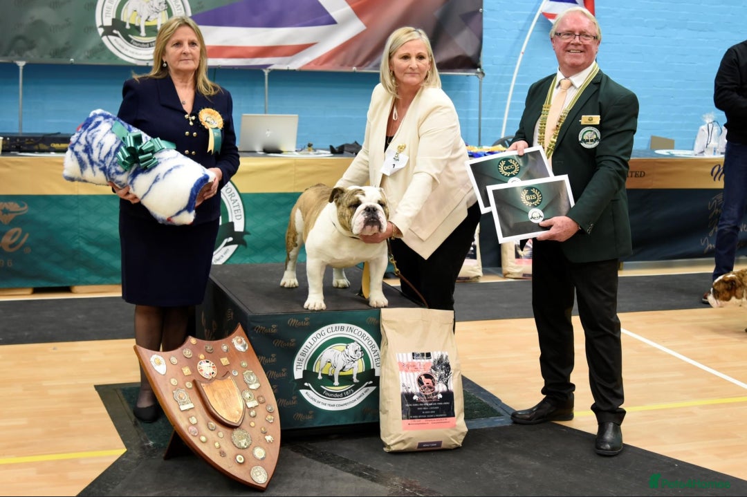 English Bulldog dogs for sale: Champion sired female bulldog for sale  - Image 16