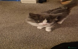 Ragdoll cats for sale: Ragdoll cross kittens  - Image 9