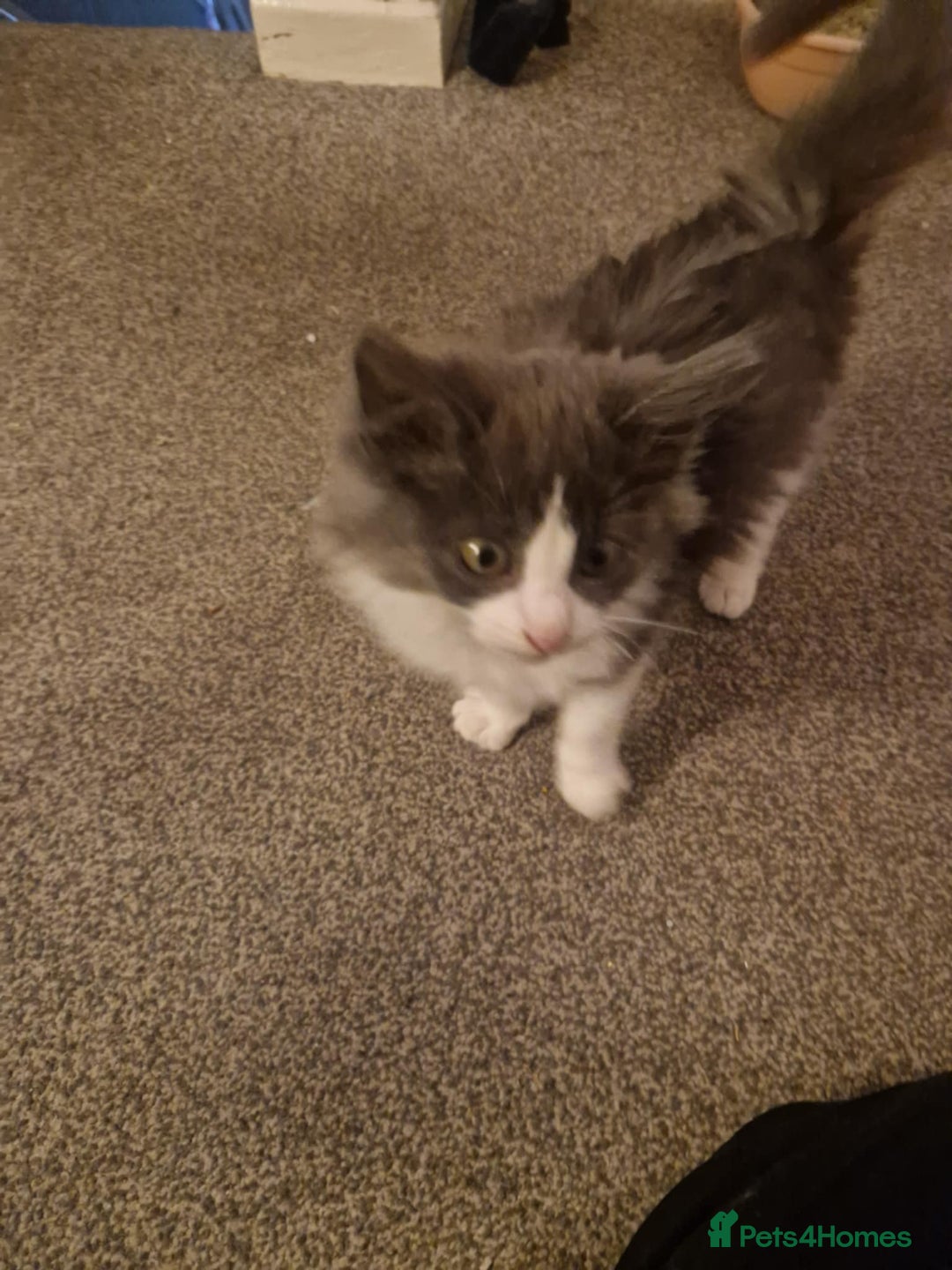 Ragdoll cats for sale: Ragdoll cross kittens  - Image 9