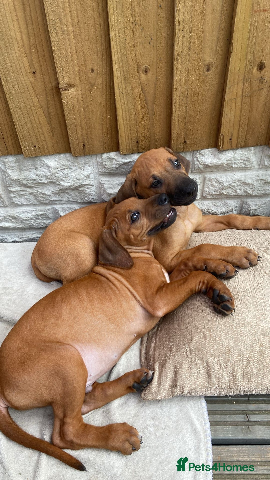 Rhodesian Ridgeback dogs for sale: 🦁KC RHODESIAN RIDGEBACKS PUPPIES🦁  - Image 6
