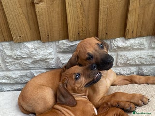 Rhodesian Ridgeback dogs - Advert 7