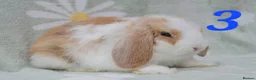 Mini Lop rabbits for sale: Friendly handled babies ready now - Advert 3