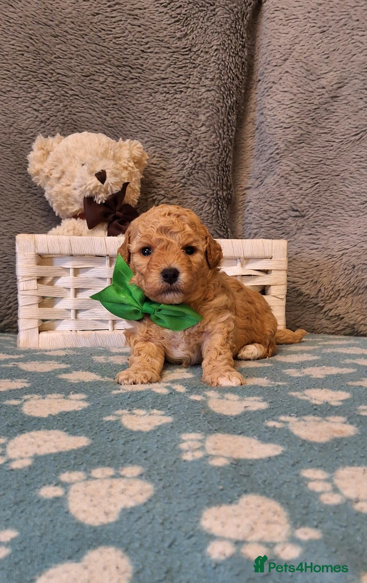 Cavapoochon dogs Gorgeous Health tested F1 Cavapoochon pups - Advert 4