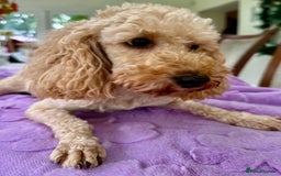 Miniature Poodle dogs for adoption: Lily – The Forgotten Angel - Image 1