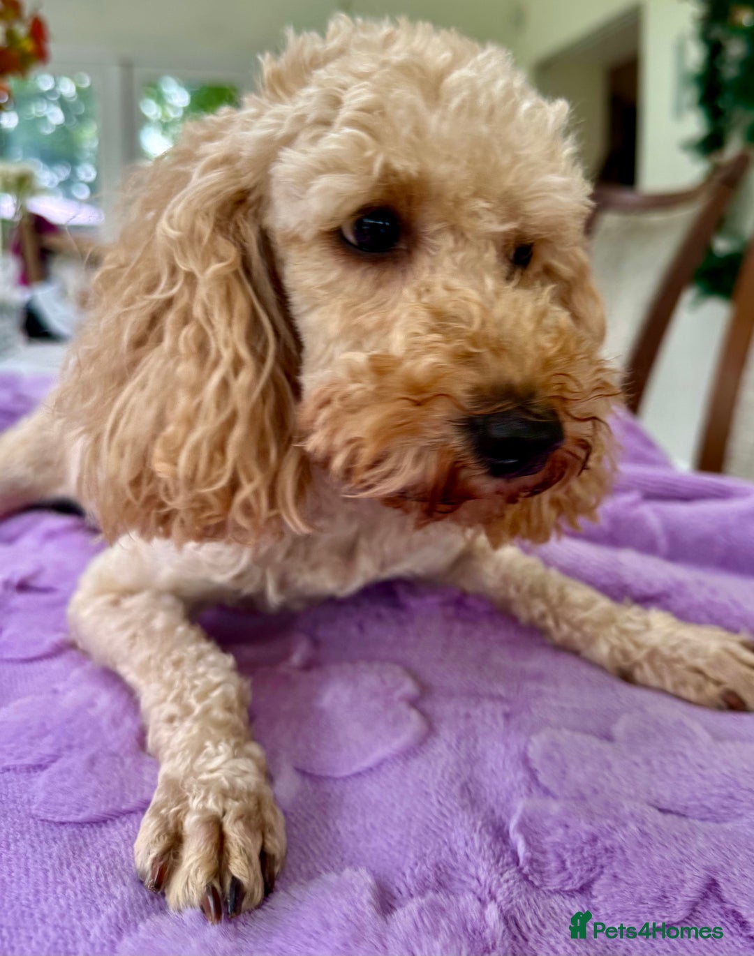 Miniature Poodle dogs for adoption: Lily – The Forgotten Angel - Image 1