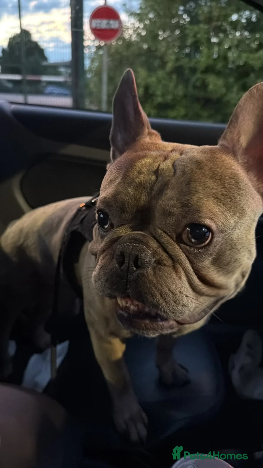 French Bulldog dogs for sale: Titan - Advert 3