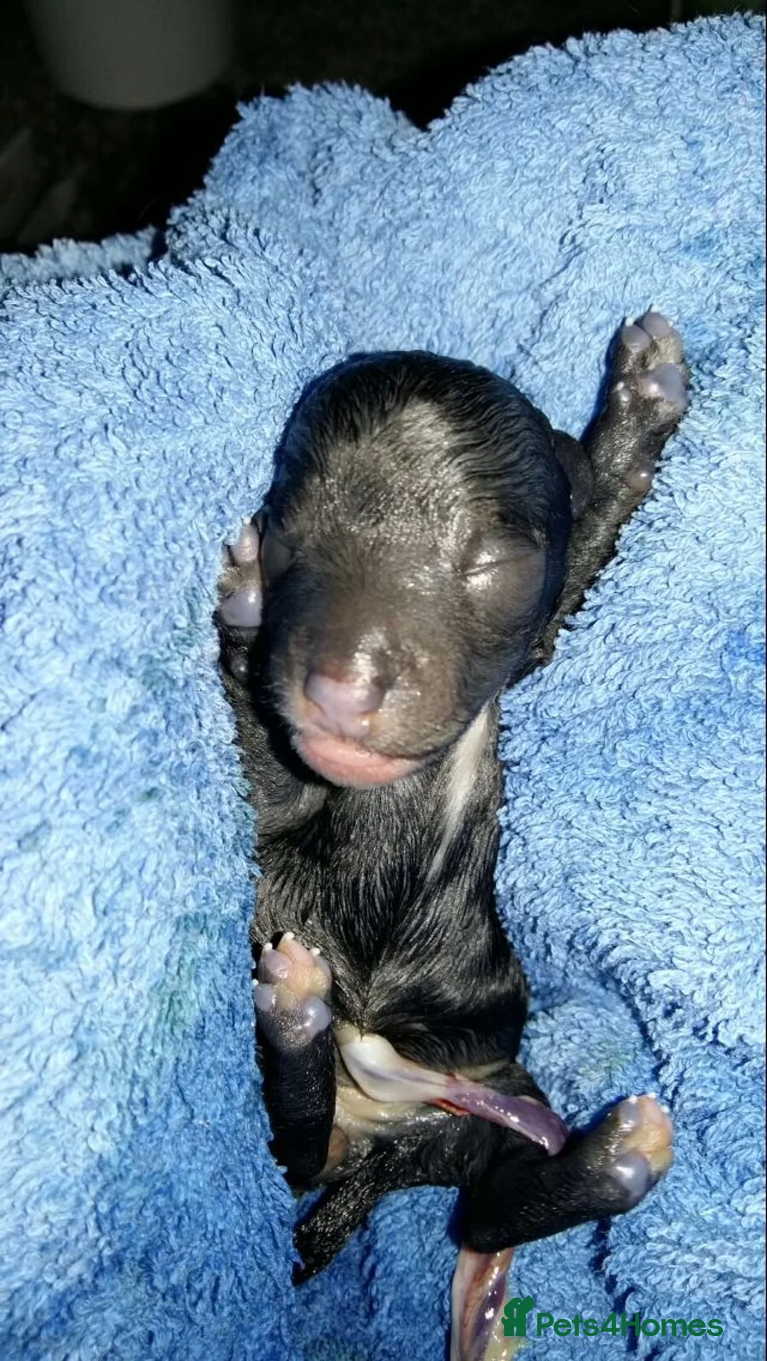 Toy Poodle dogs for stud: Phantom Toy Poodle Tri colour KC (STUD ONLY) in Coalville - Advert 27