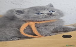 British Shorthair cats for sale: High Quality British Short Haired Kittens - Image 11