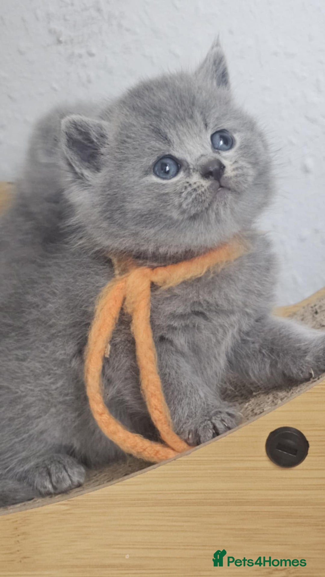 British Shorthair cats for sale: High Quality British Short Haired Kittens - Image 11