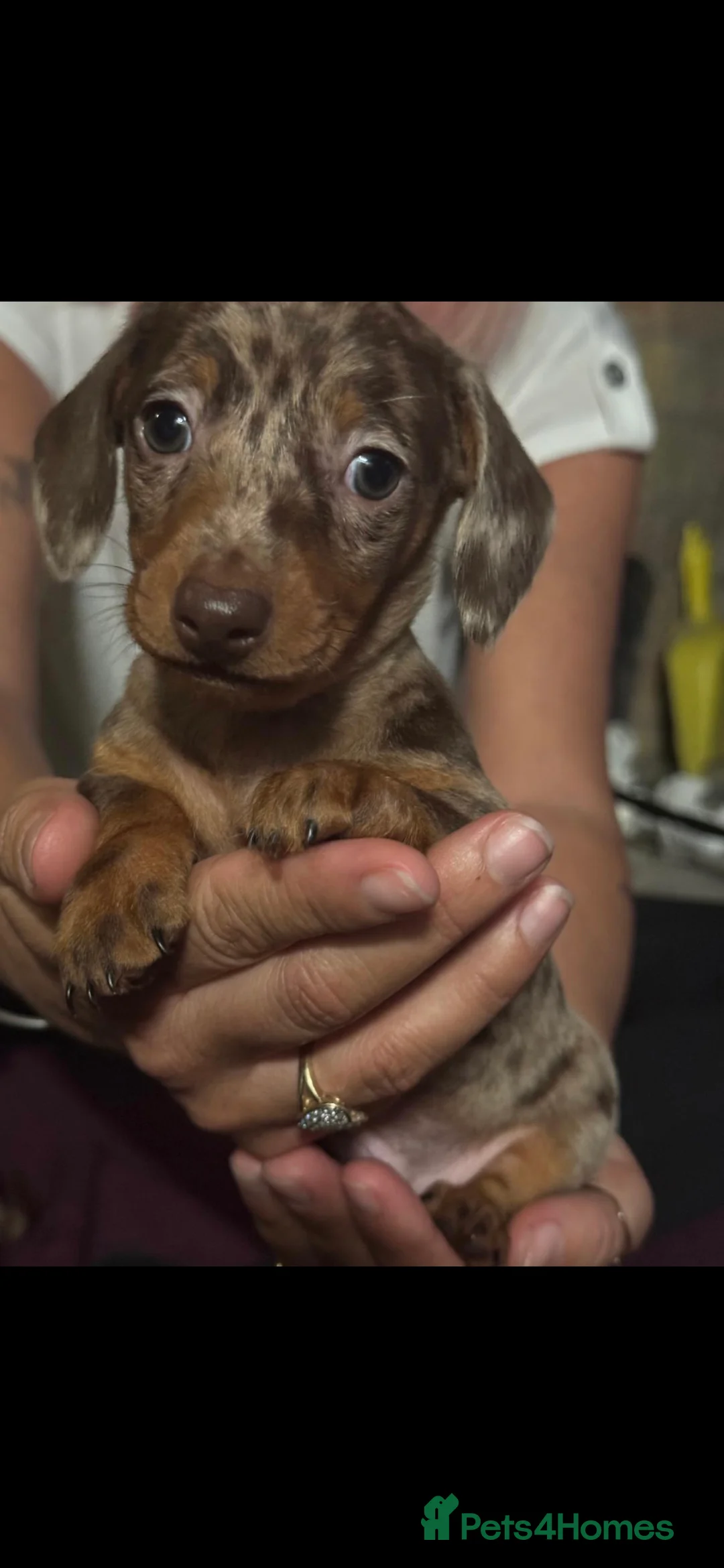 Miniature Dachshund dogs for sale: RESERVED KC Male choc&tan dapple smooth mini daxie - Advert 5