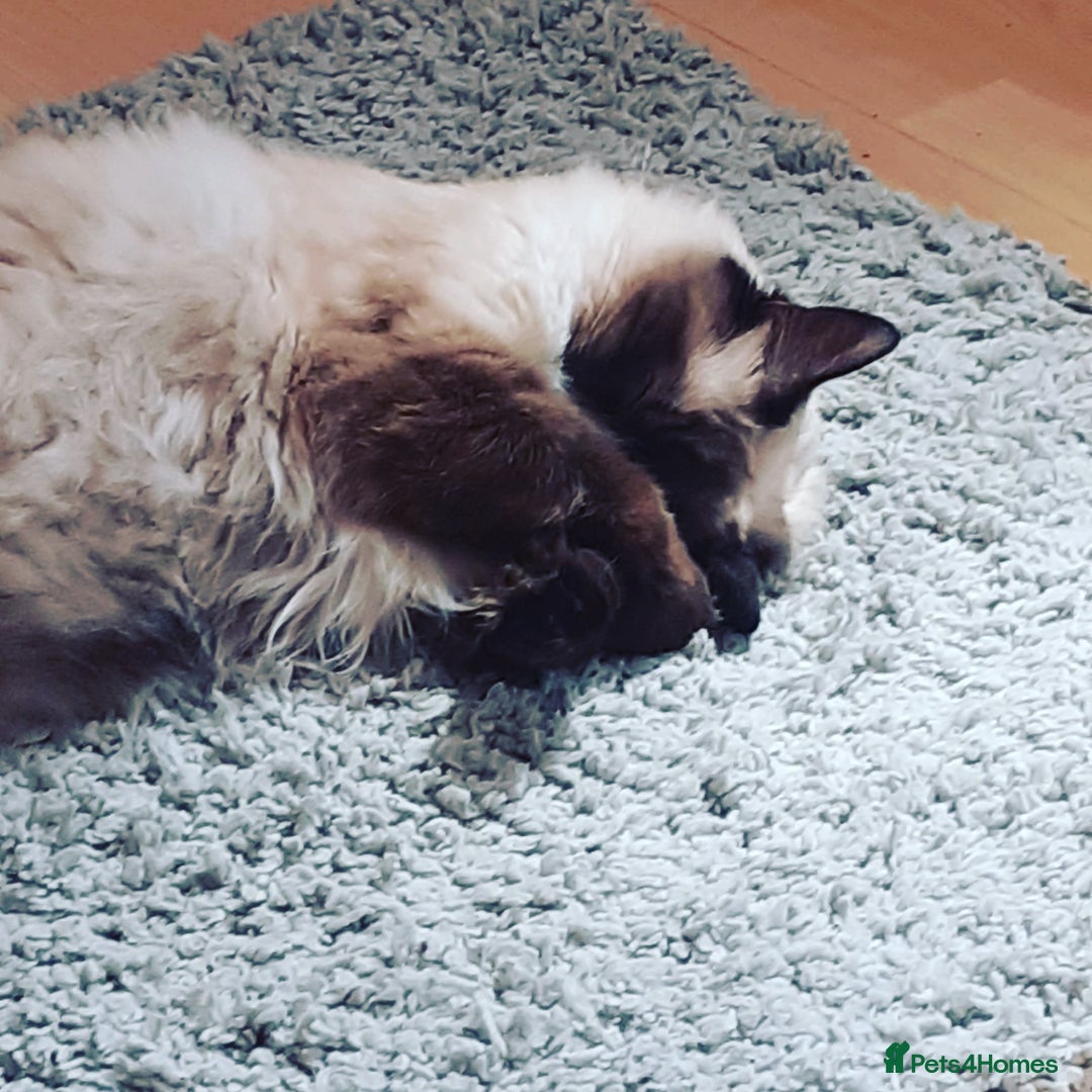 Ragdoll cats for sale: Ragdoll Cat for Rehoming – Lady (6 years old) - Advert 7
