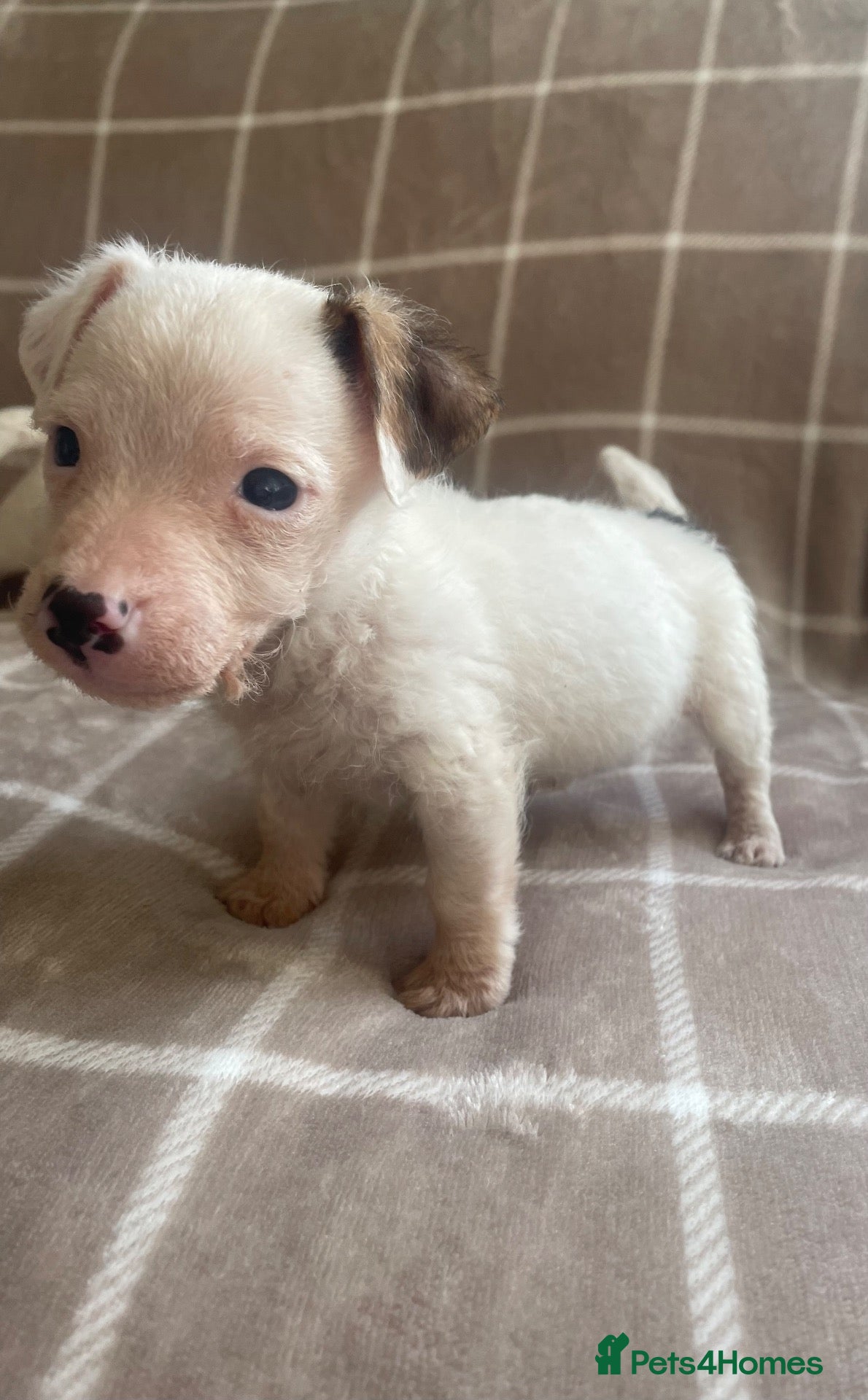 Jack Russell dogs Miniature Jack Russell puppies - Advert 2
