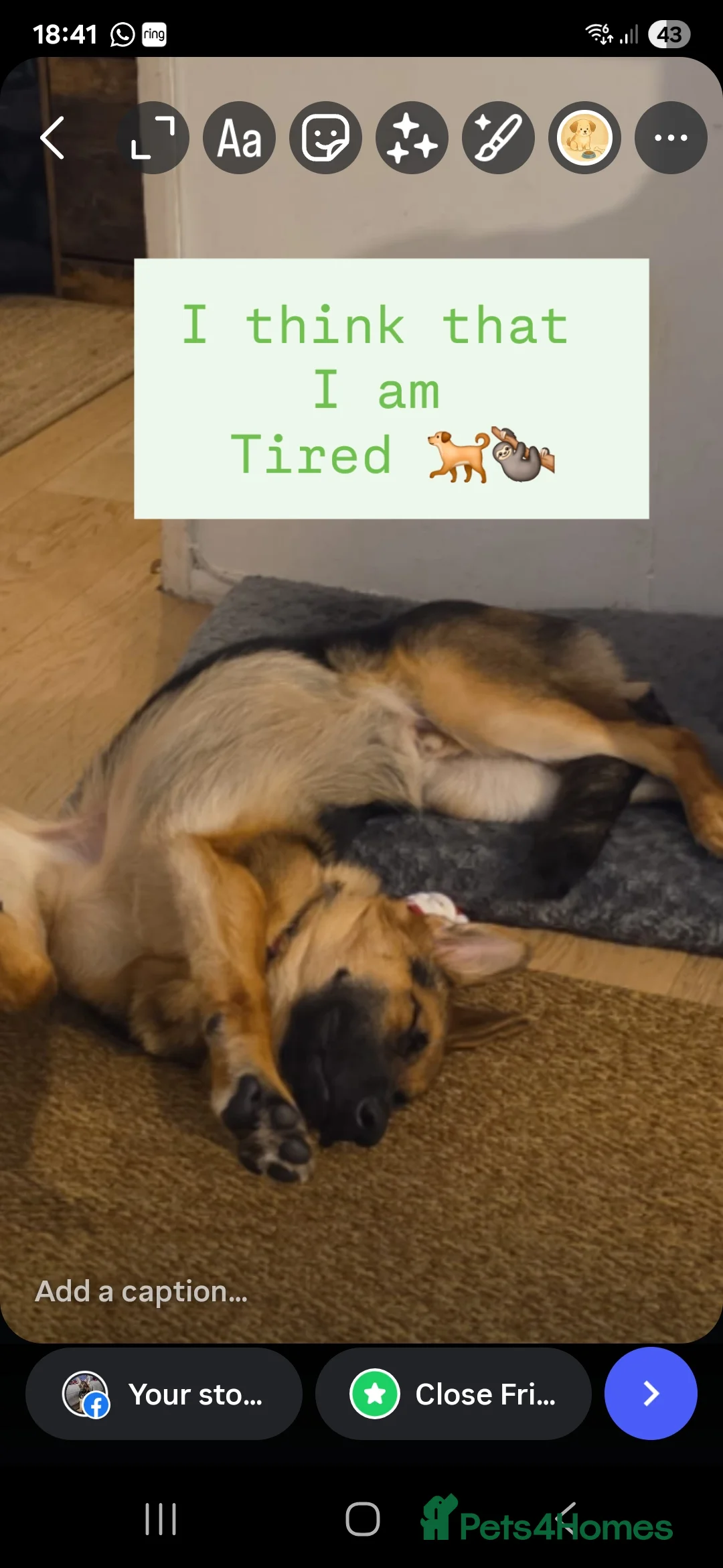 German Shepherd dogs for stud: German shepherd for stud - Advert 3