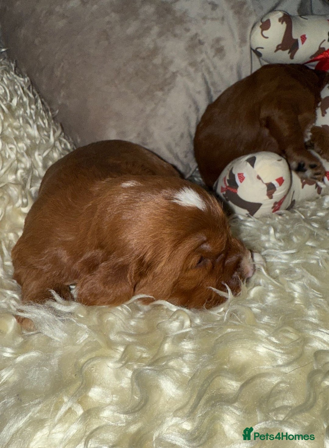 Cavapoo dogs for sale: ❤️ Deep Red Cavapoo Puppies ❤️ - Image 13