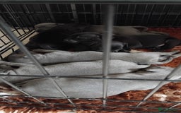 Staffordshire Bull Terrier dogs for sale: Staffordshire bull terrier pups - Image 19
