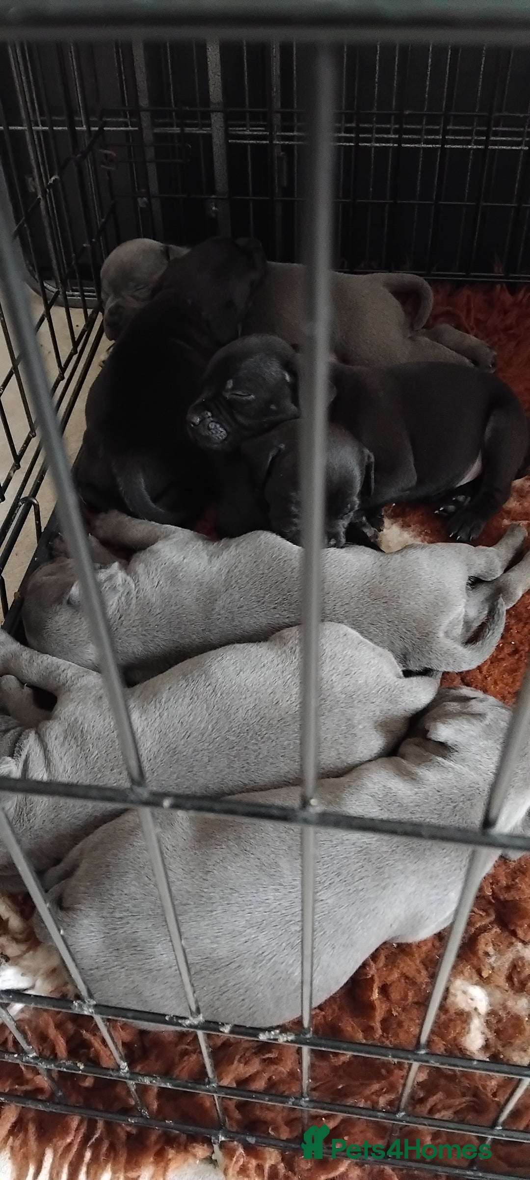 Staffordshire Bull Terrier dogs for sale: Staffordshire bull terrier pups - Image 19