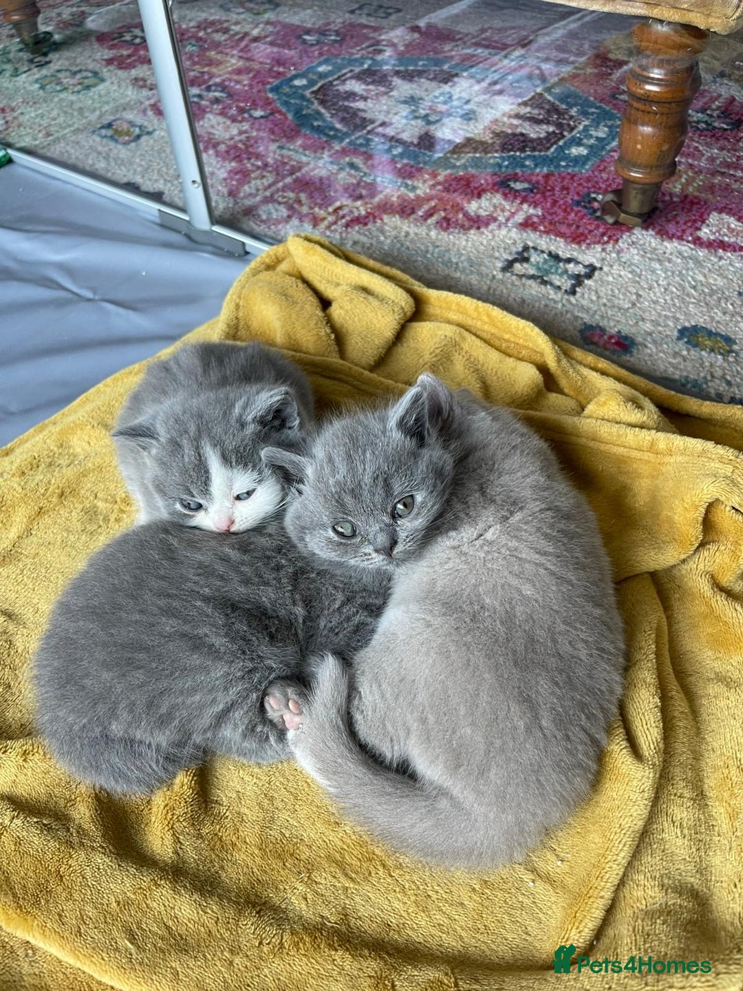 British Shorthair cats for sale: GCCF kittens  - Advert 12