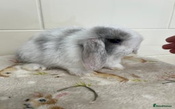 Mini Lop rabbits for sale: BEAUTIFUL MINI LOP BABIES READY NOW  - Image 12