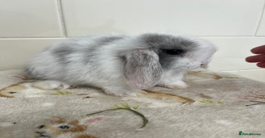 Mini Lop rabbits - Advert 6