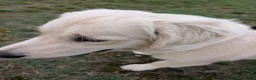 Golden Retriever dogs for sale: Mr Neo - Advert 3