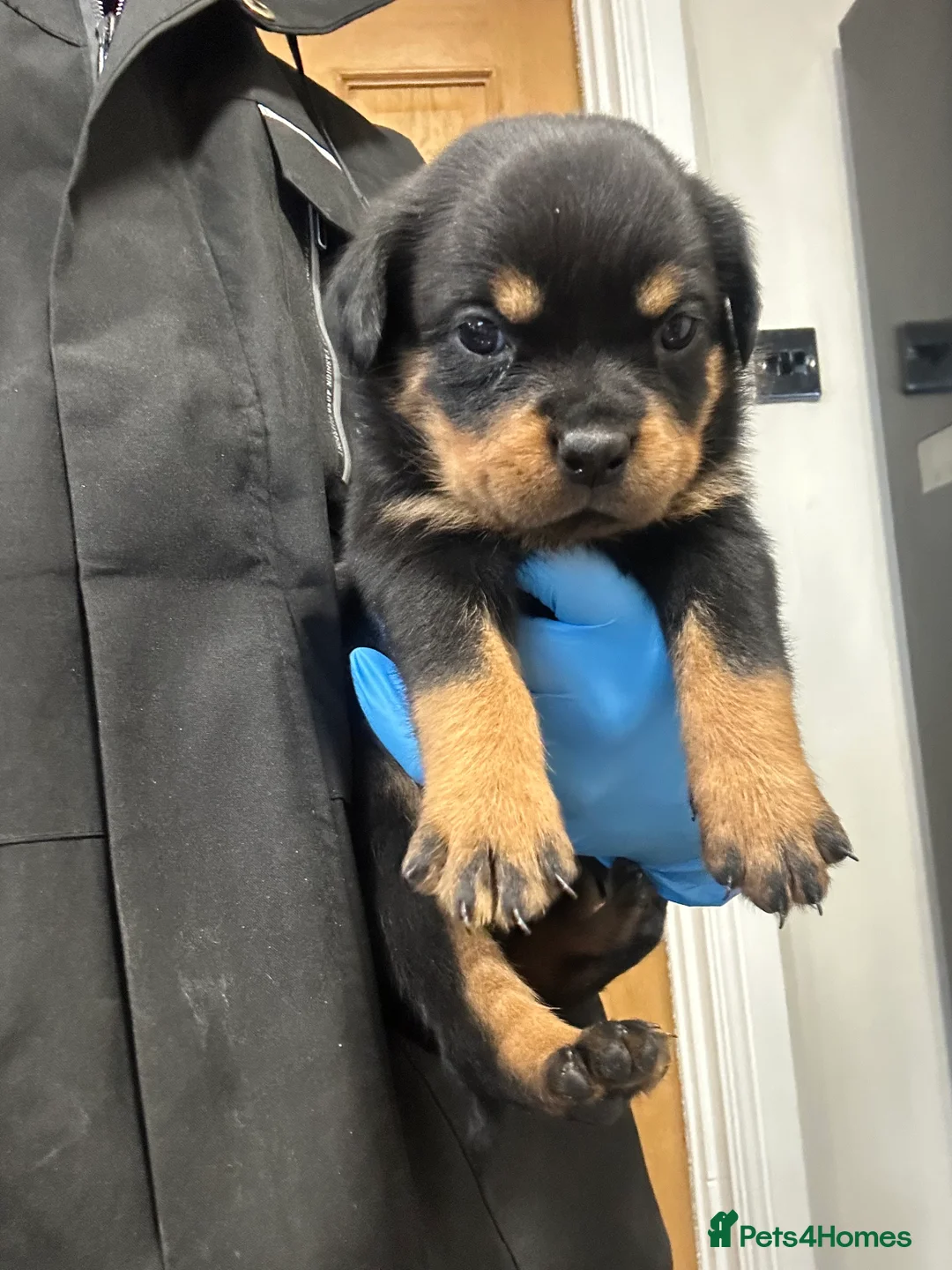 Rottweiler dogs for sale: Champion  bloodline Rottwiler Puppies  - Advert 9