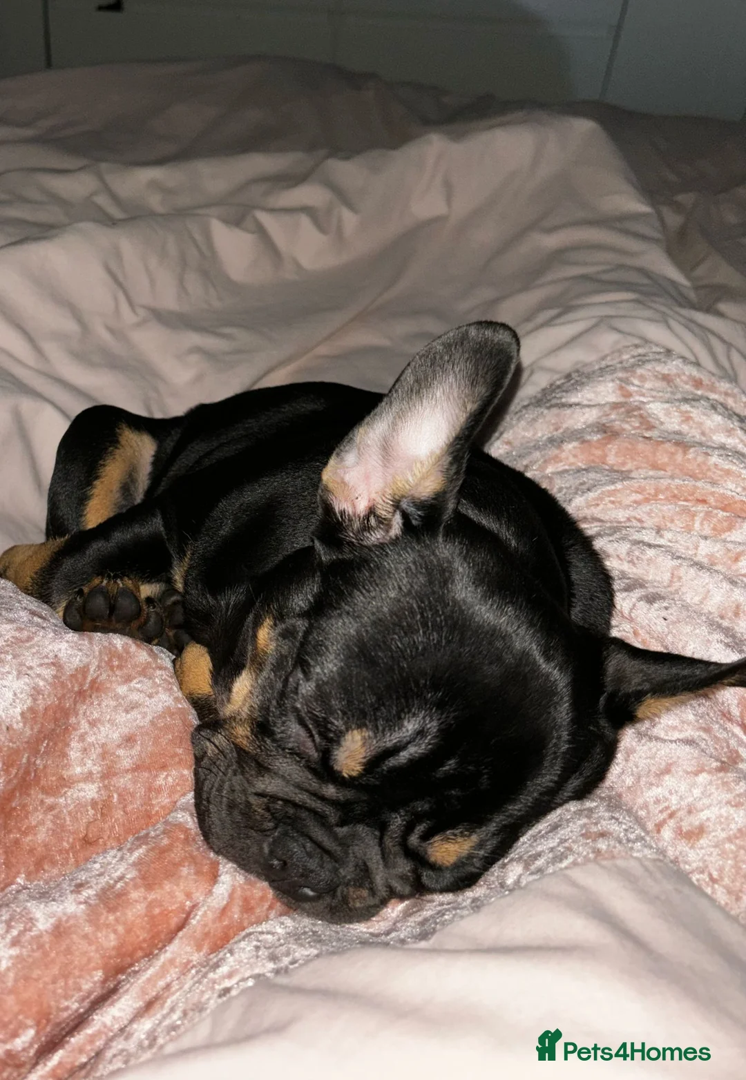 French Bulldog dogs for sale: Black and Tan French Bulldog in Aldershot - Advert 20