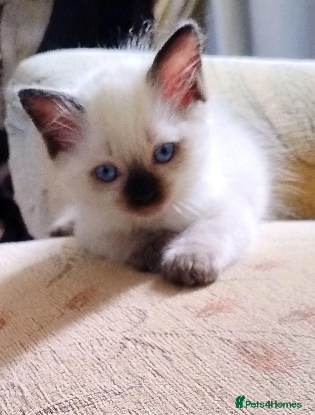 Ragdoll cats Pure bred Ragdolls need loving homes - Advert 2