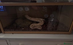Python Snake reptiles for sale: Banana enchi pied royal ball python  - Image 1